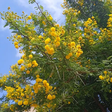 Karoma アパート ムリニ