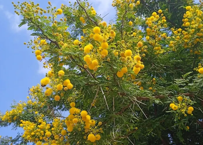 Karoma 公寓 米利尼